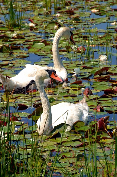 White Swans On Lily Pond