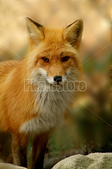 Red Fox