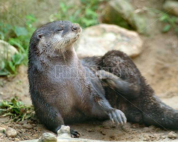 Otter