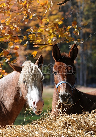 Horses On A Farm