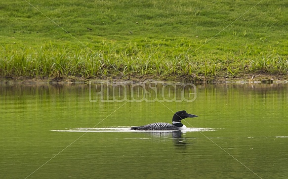 Spring Loon