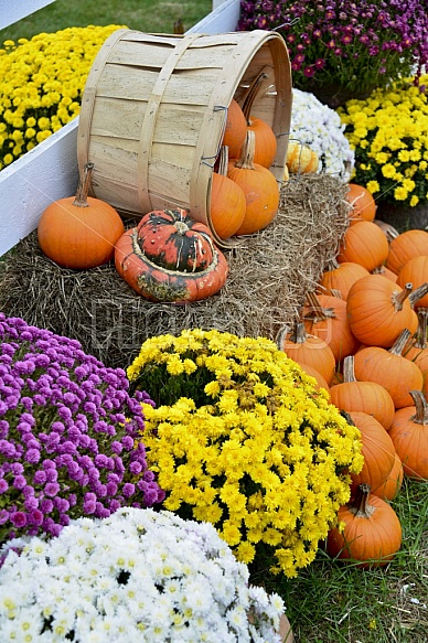 Fall Displays
