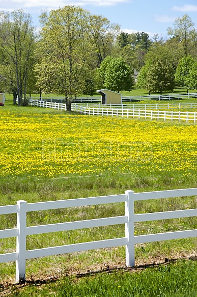 Horse Farm