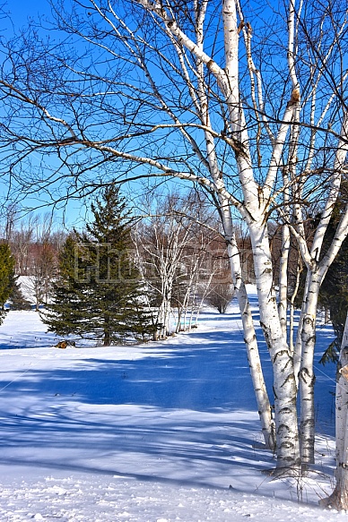 Winter Birch Trees