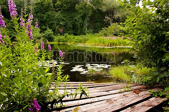 summer pond