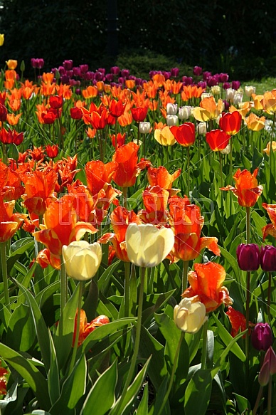 Spring Tulips