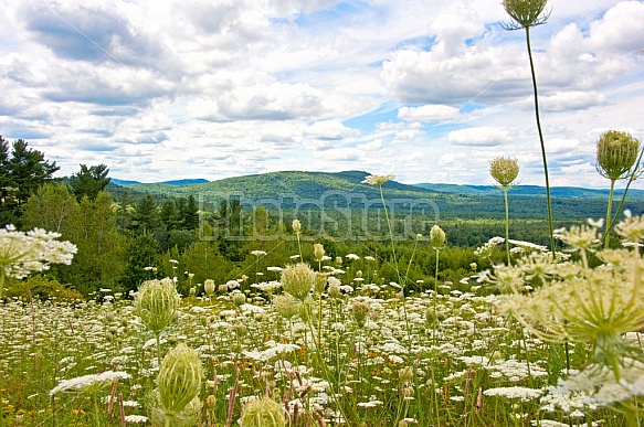 summer view