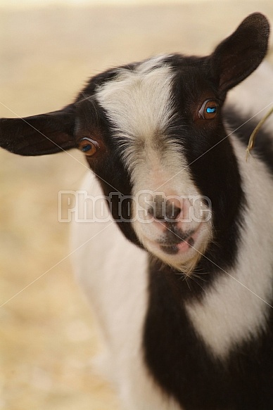 Black And White Goat