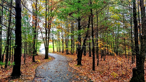 Path throught the woods