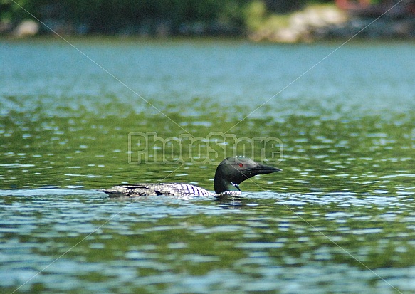 Common Loon In Lake
