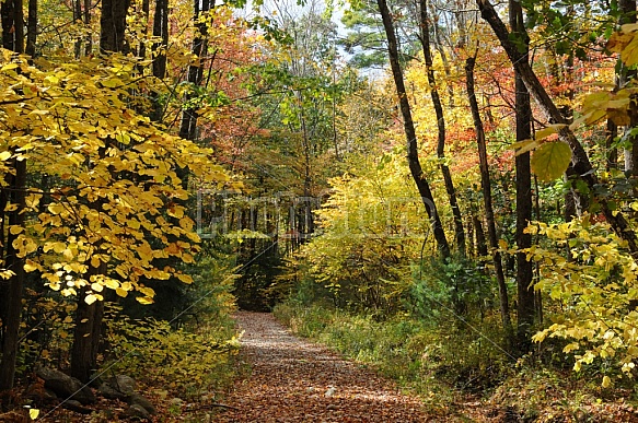 Scenic Footpath