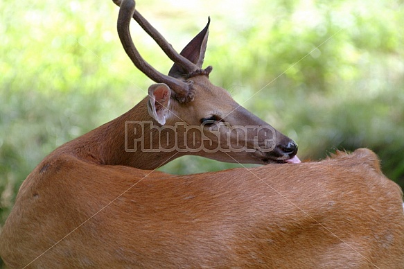 Deer In A Field