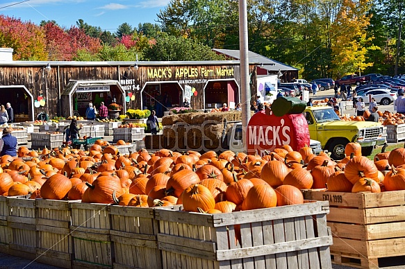 Fall pumpkins