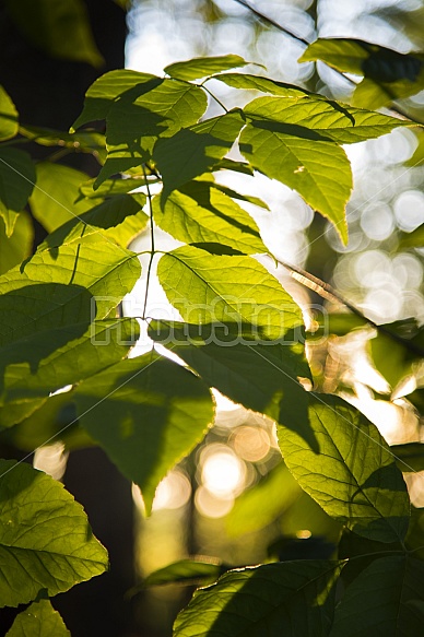 summer leaves