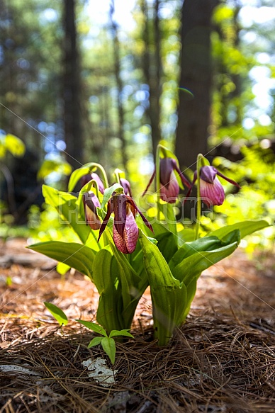 Ladyslippers