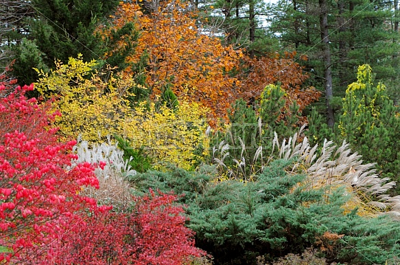 Colorful Garden Shrubs