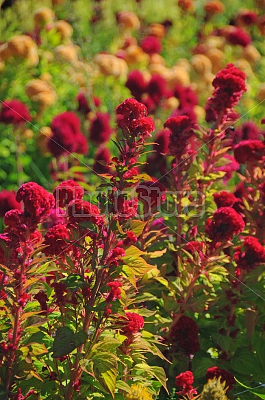 Red and Yellow Flowers