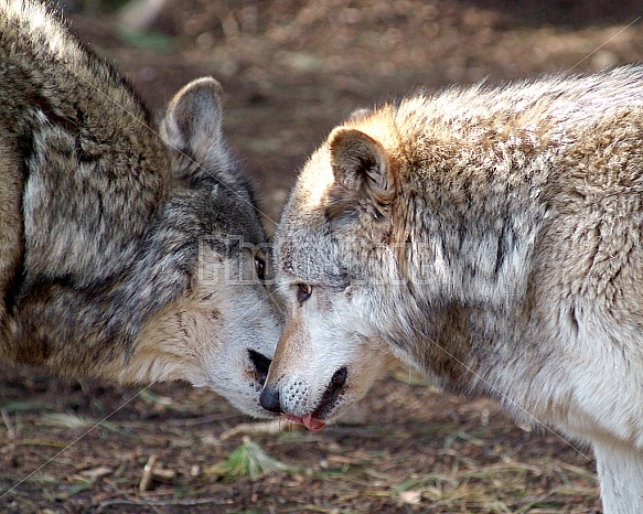 Two Gray Wolves