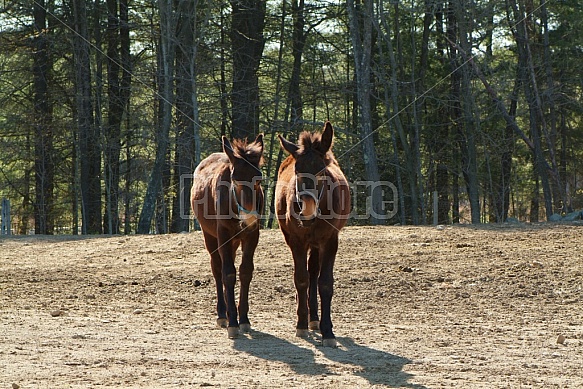 Two Donkeys On A Farm