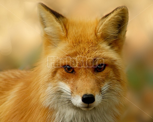 Red Fox