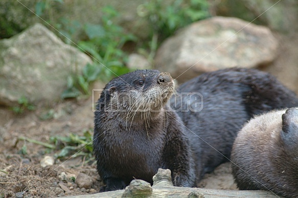 Otter