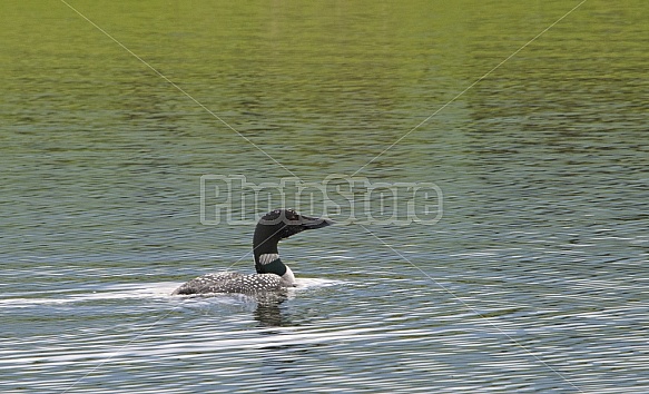 Spring Loon