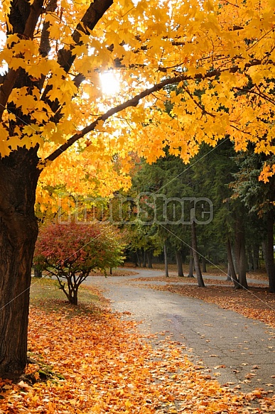 Autumn In A Park