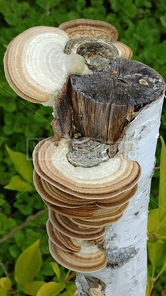 Mushrooms lined up