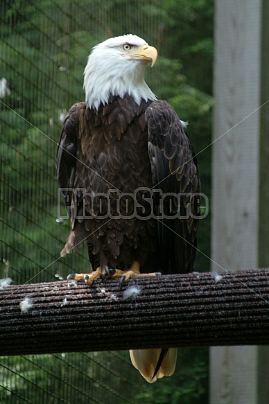 Bald Eagle On Post