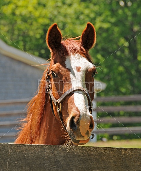 Horse In A Pasture