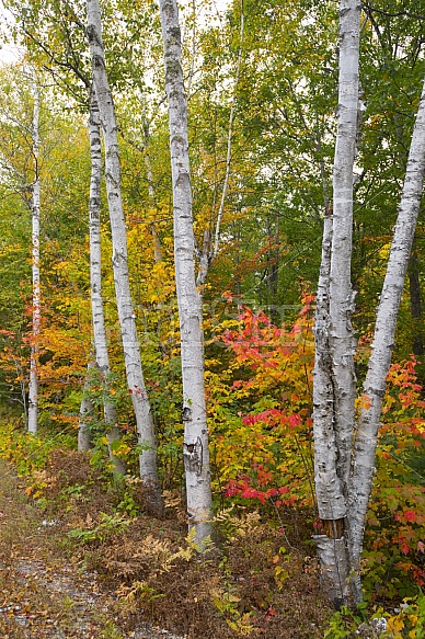 Fall birch trees