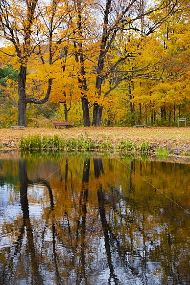 fall reflection