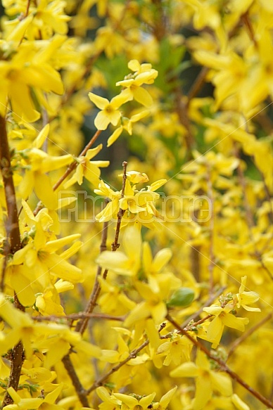 Yellow Forsythia Blossoms