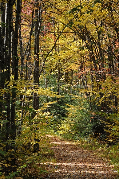 Scenic Footpath