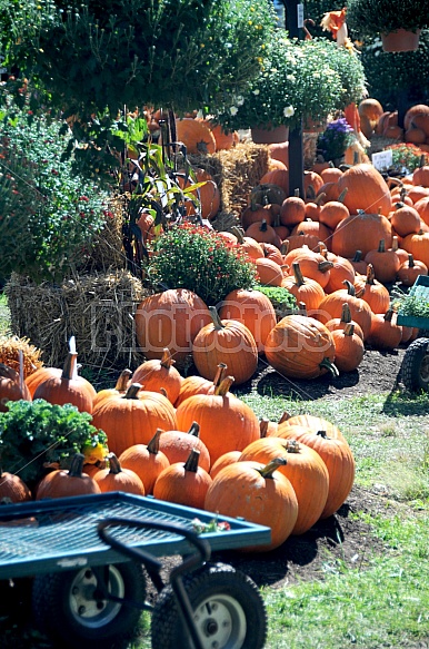 pumpkins