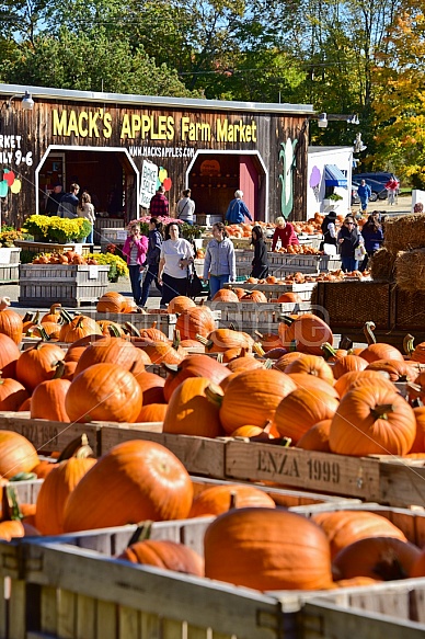 Fall pumpkins