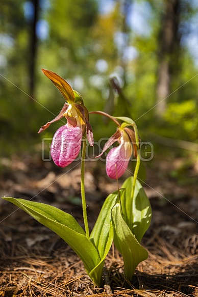 Ladyslippers