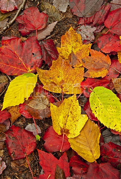 Red and Yellow Leaves