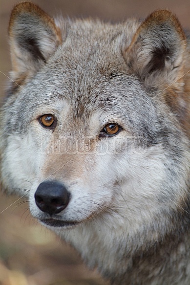 Gray Wolf