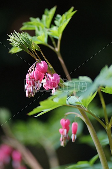 Bleeding Hearts