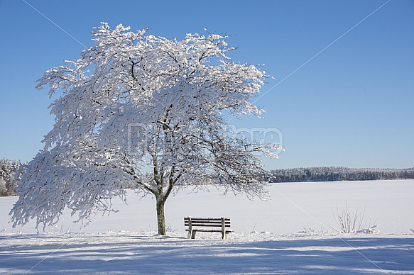 Fresh snow on the lake