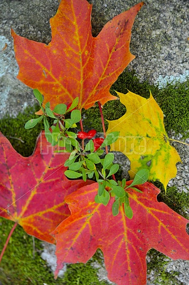 Red and Yellow Maple Leaves