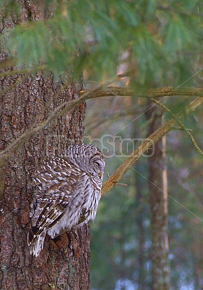 Barred Owl