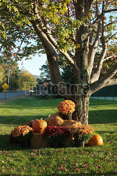 Fall Displays