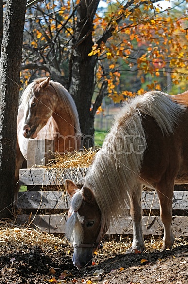 Horses On A Farm