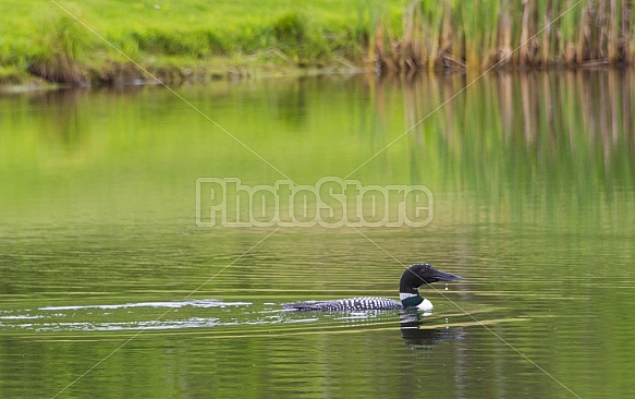 Spring Loon