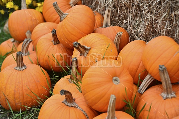 Pumpkins