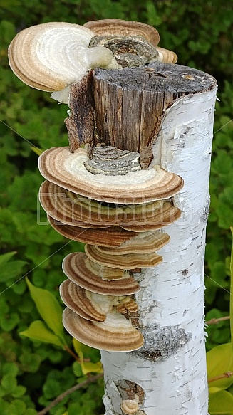 Mushrooms lined up