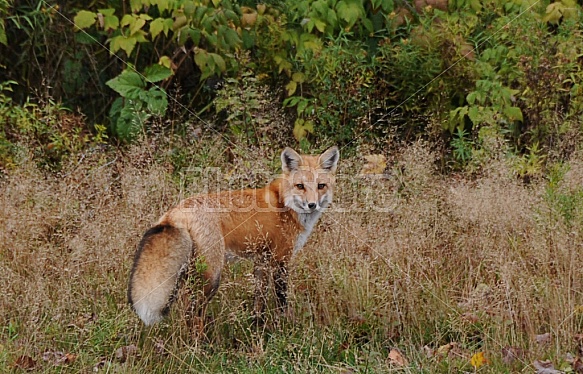 Red Fox In A Field