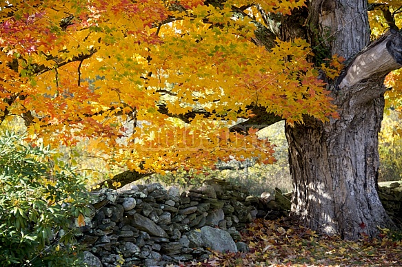 Autumn Scenic